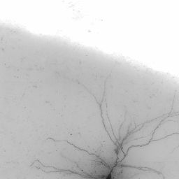Morphology Experiment :: Allen Brain Atlas: Cell Types